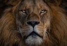 León
