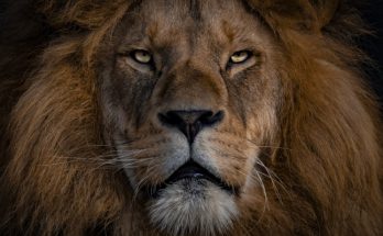 León