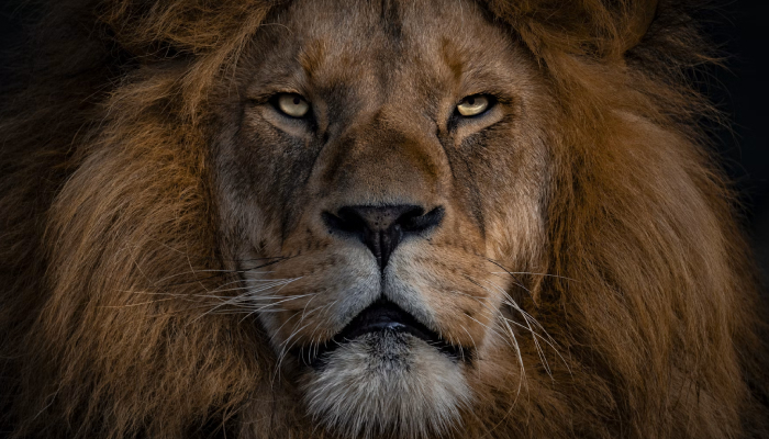 León
